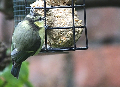 Blue Tit